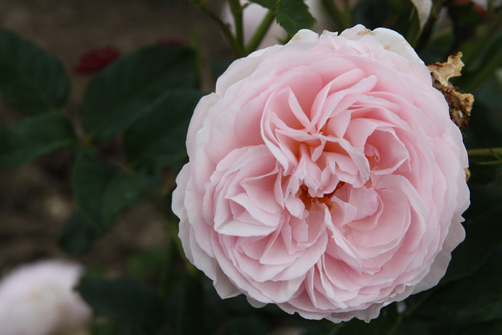 růže Winchester Cathedral