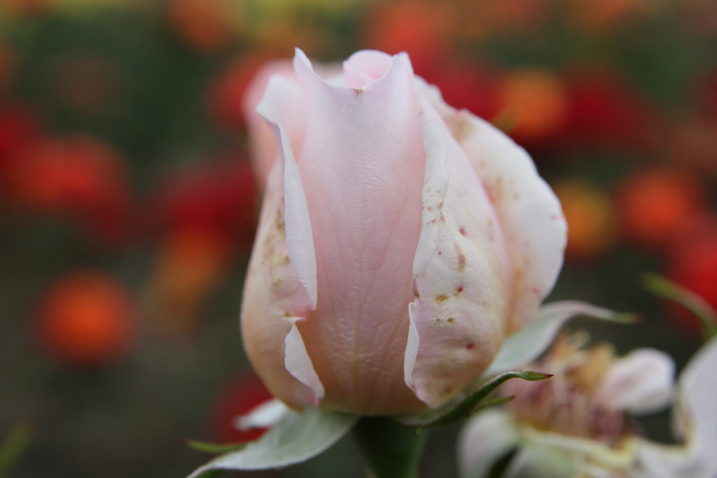 růže Winchester Cathedral