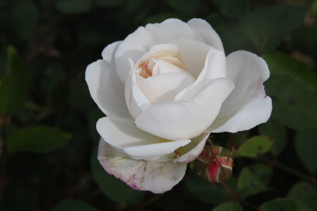růže Winchester Cathedral