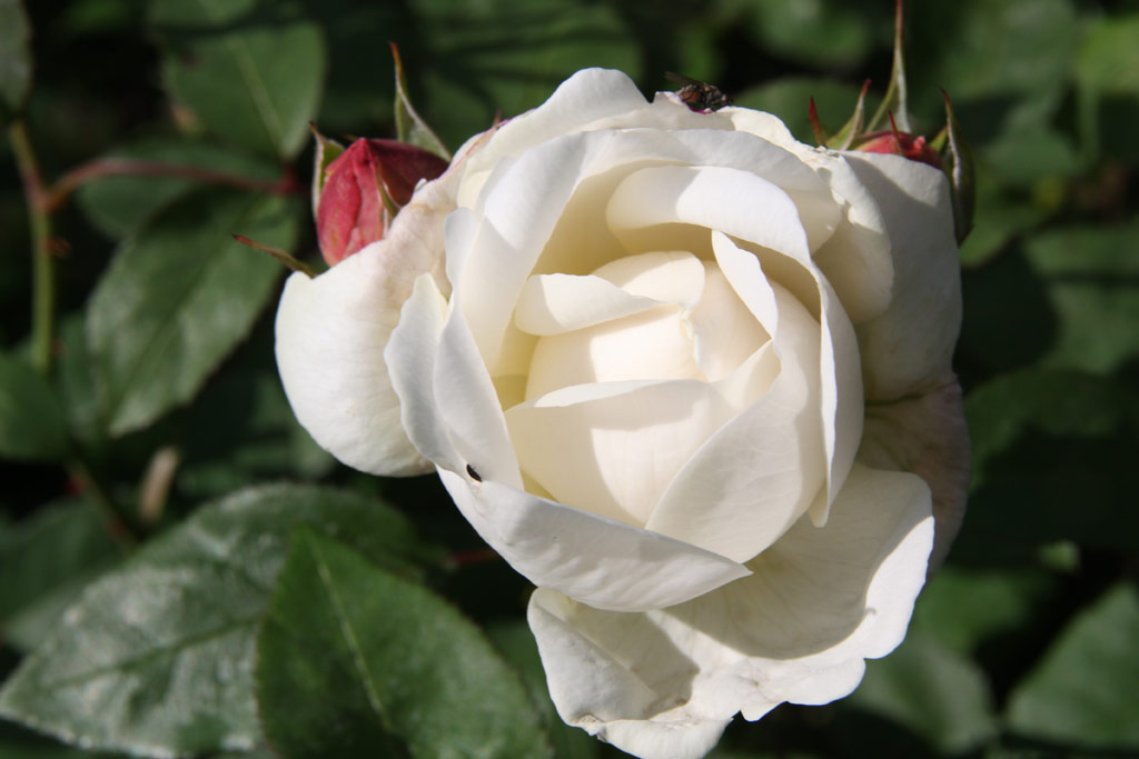 růže Winchester Cathedral