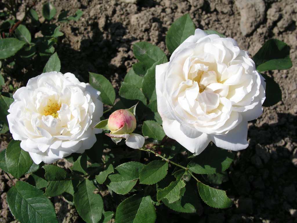 růže Winchester Cathedral