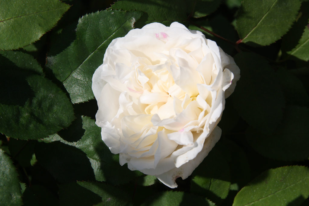 růže Winchester Cathedral