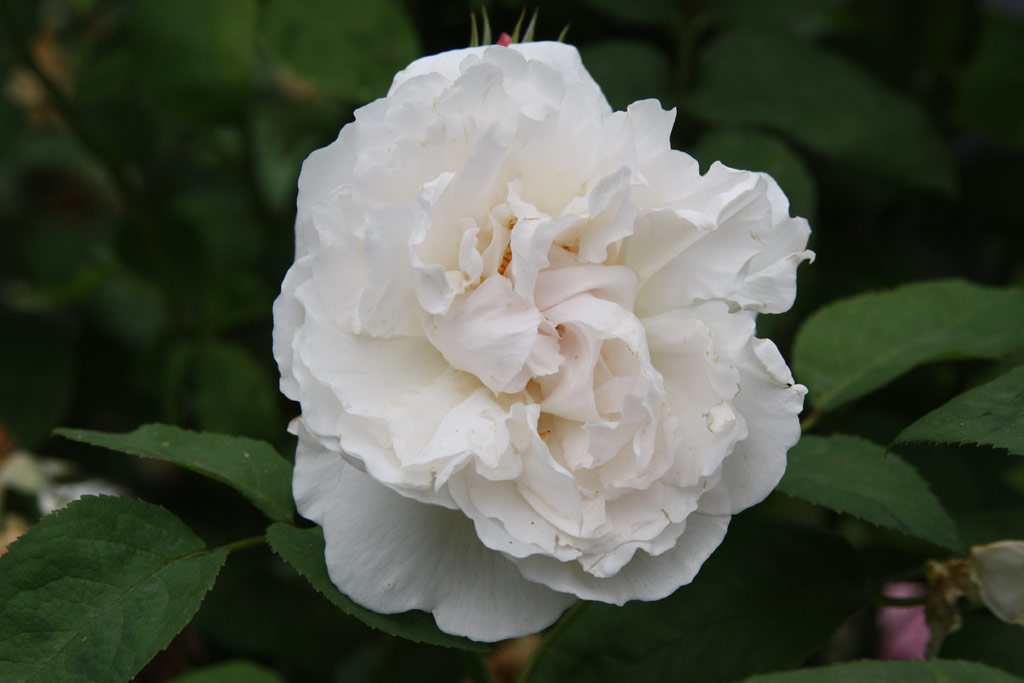 růže Winchester Cathedral