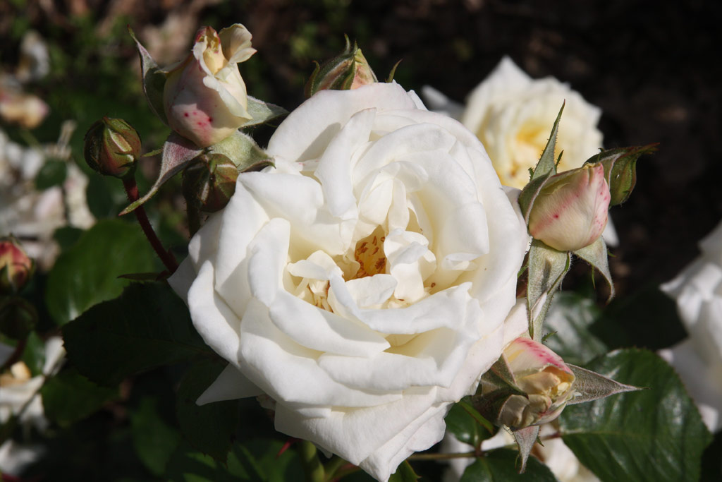 růže Winchester Cathedral