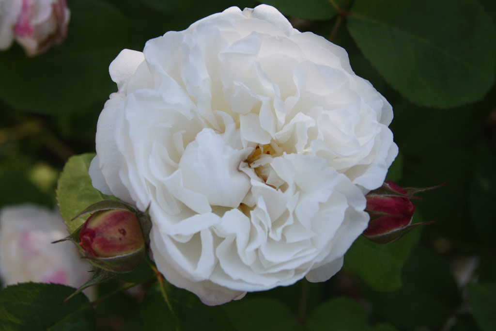růže Winchester Cathedral