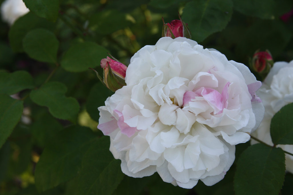 růže Winchester Cathedral