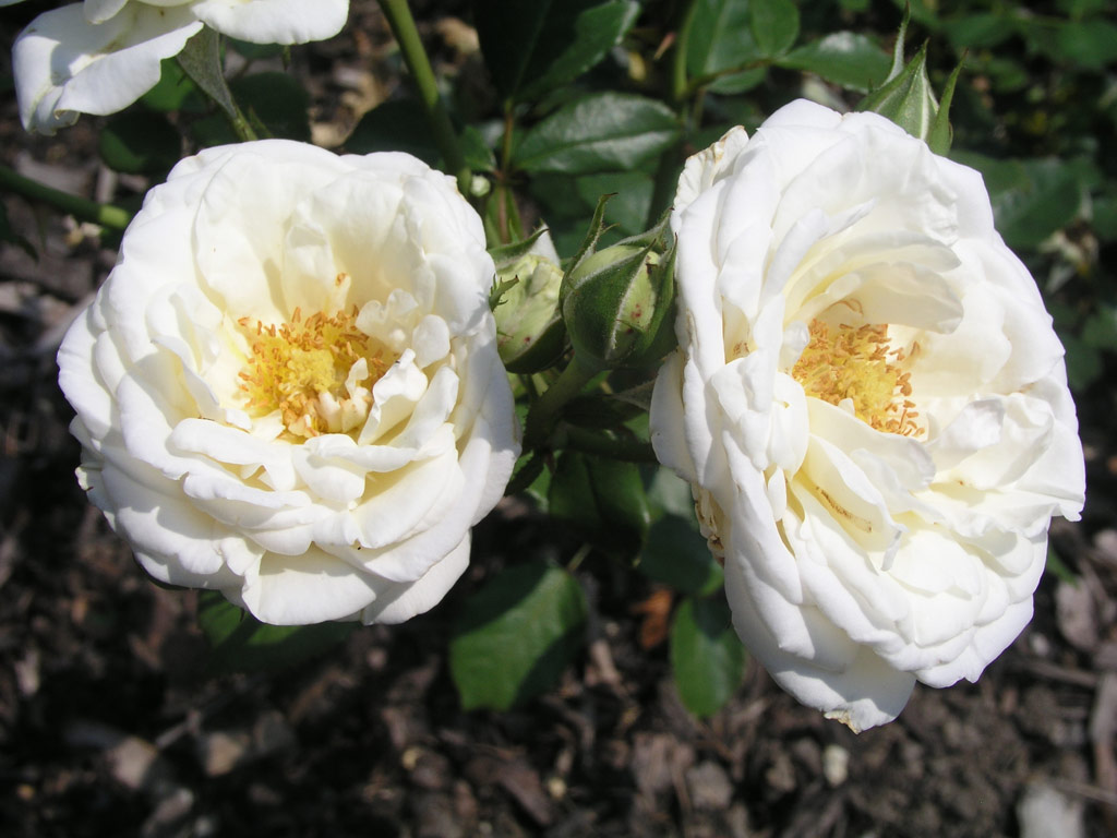 růže Winchester Cathedral