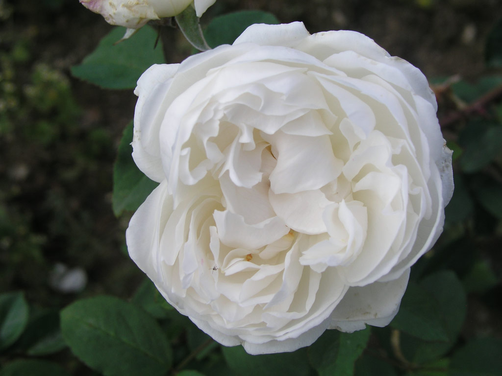 růže Winchester Cathedral