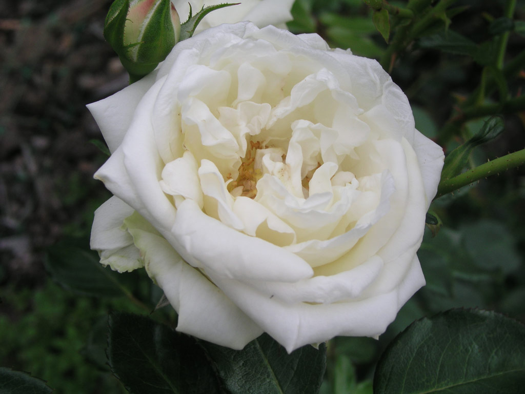 růže Winchester Cathedral