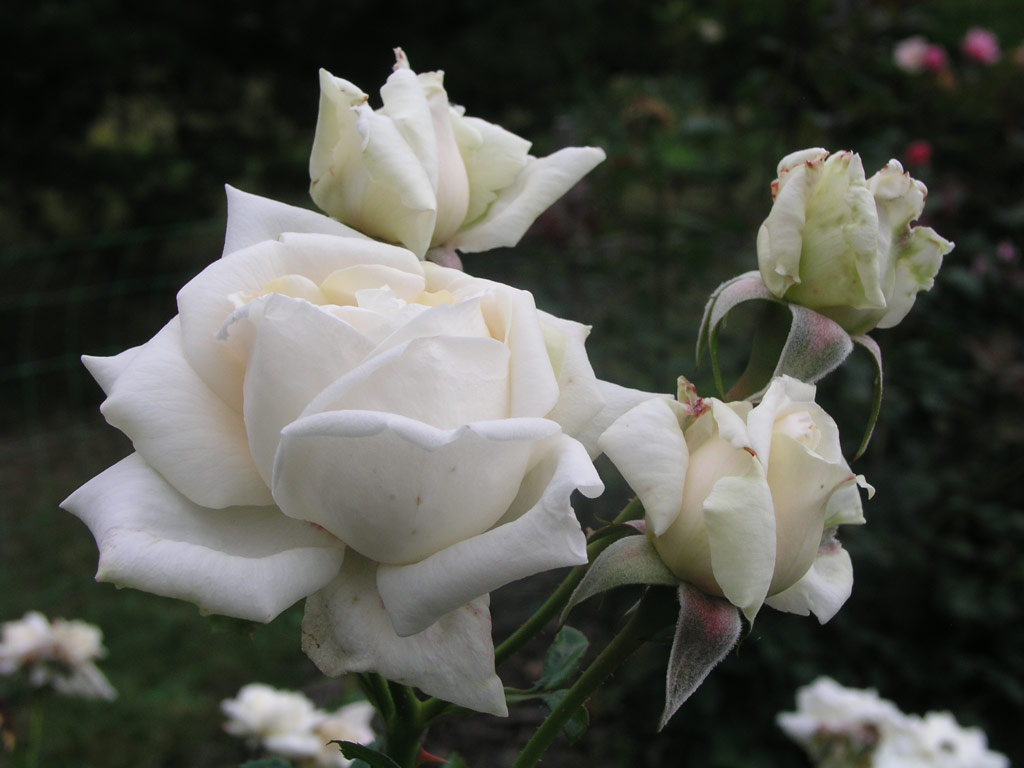 růže Winchester Cathedral