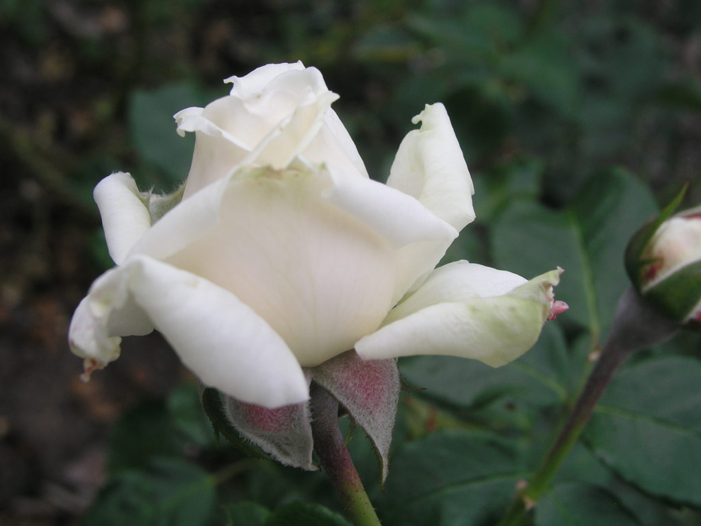 růže Winchester Cathedral
