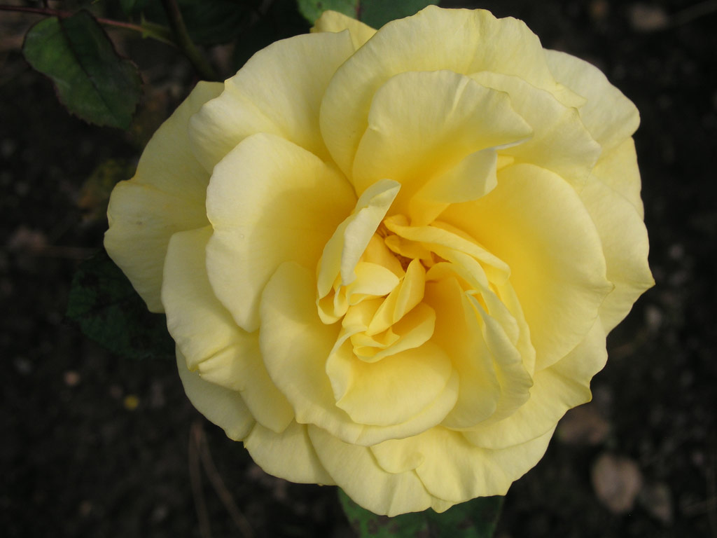 růže Yellow Bird (Mc Gredy)