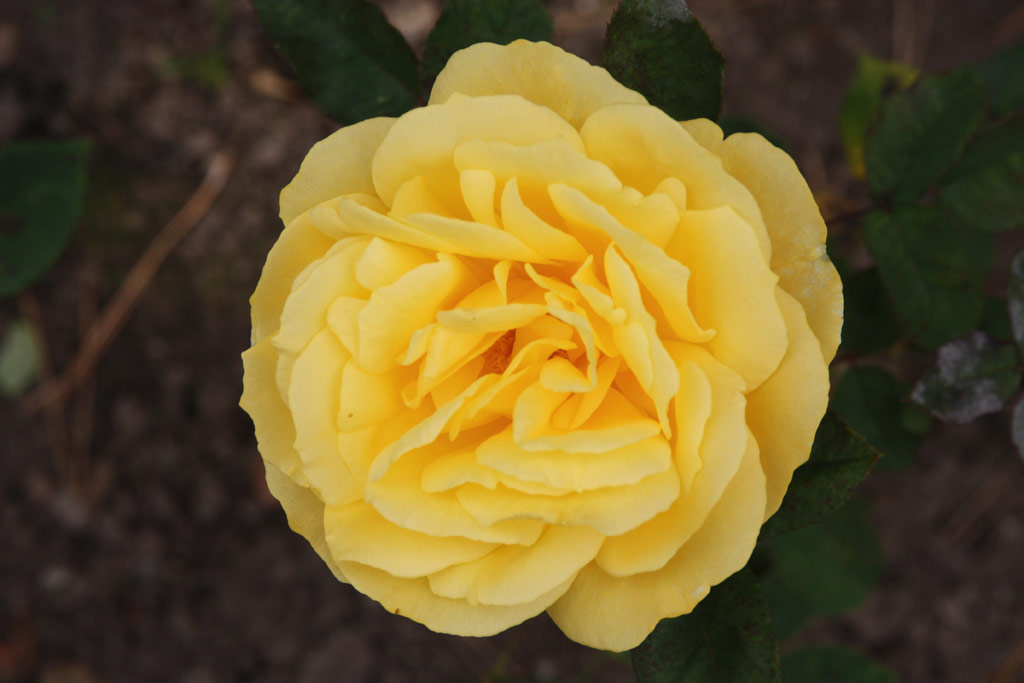 růže Yellow Bird (Mc Gredy)