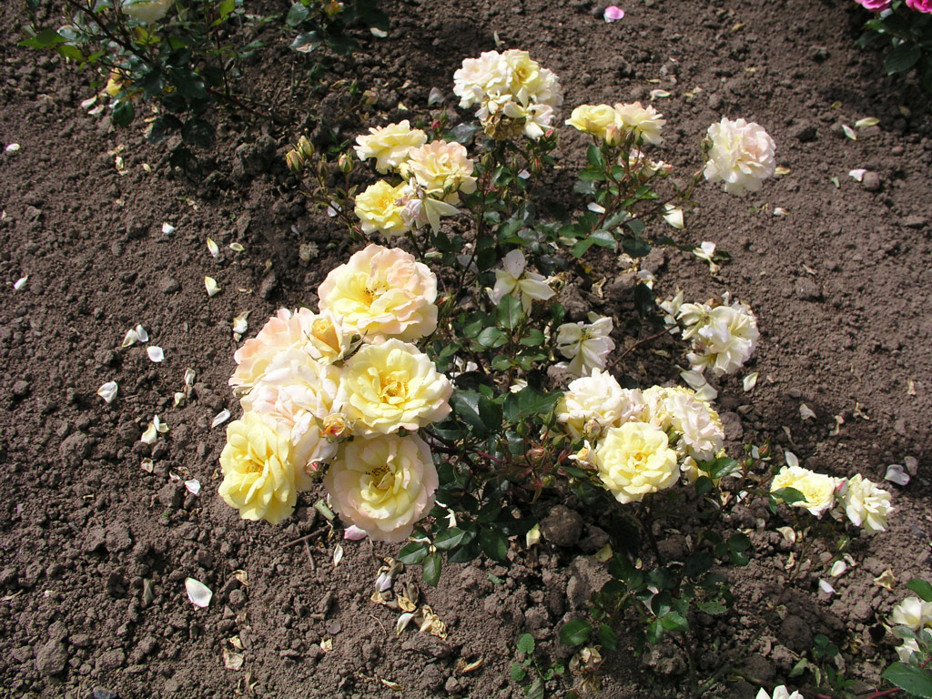 růže Yellow Pinocchio