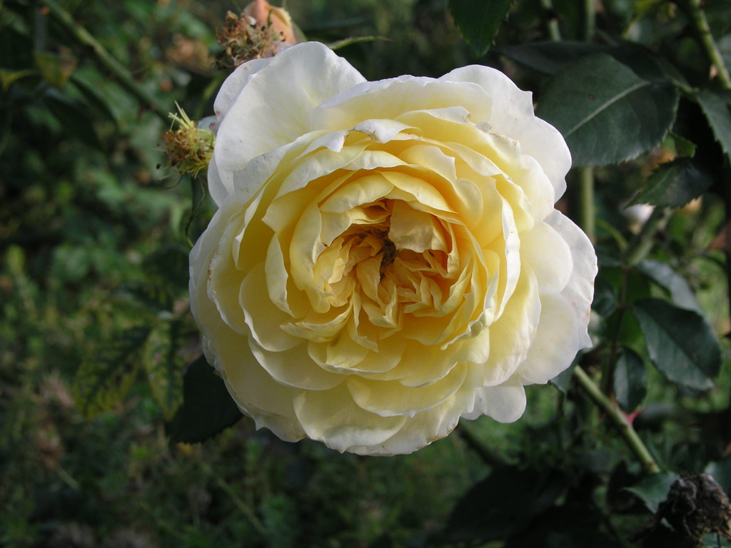 růže Yellow Romantica