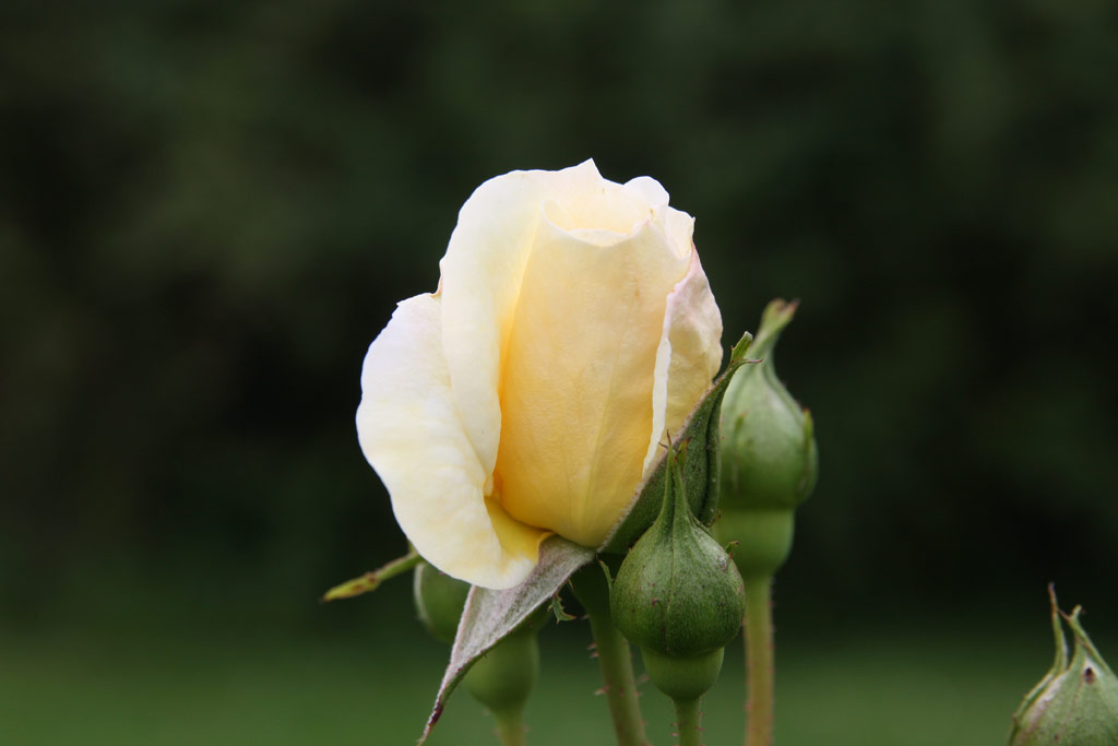 růže Yellow Romantica