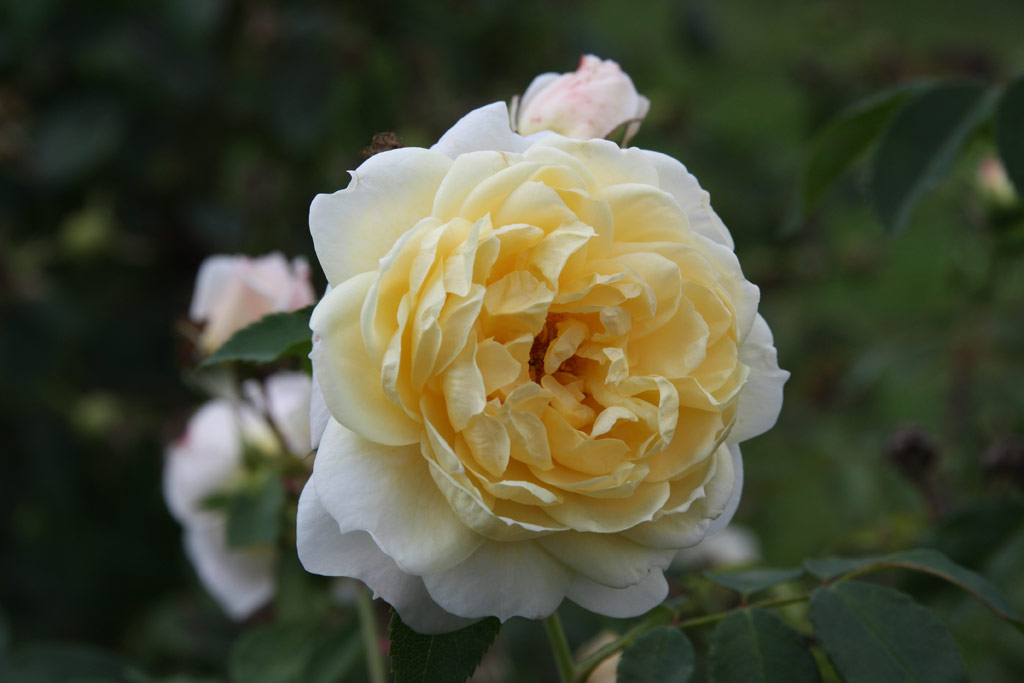 růže Yellow Romantica