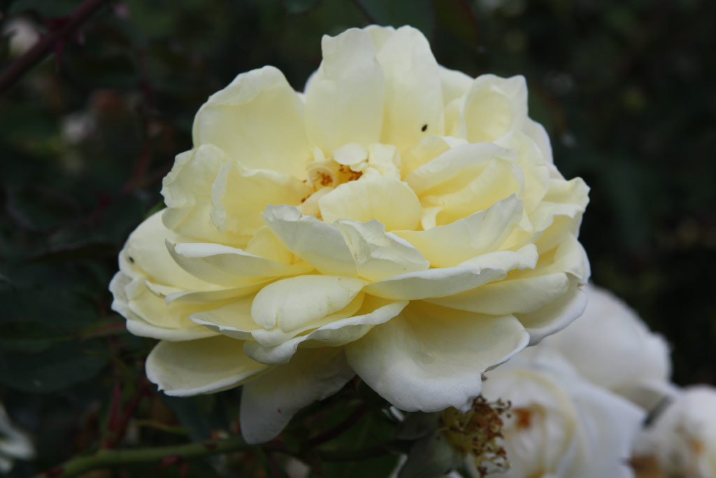 růže Yellow Romantica