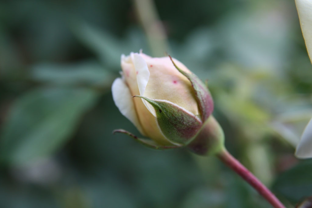 růže Yellow Romantica