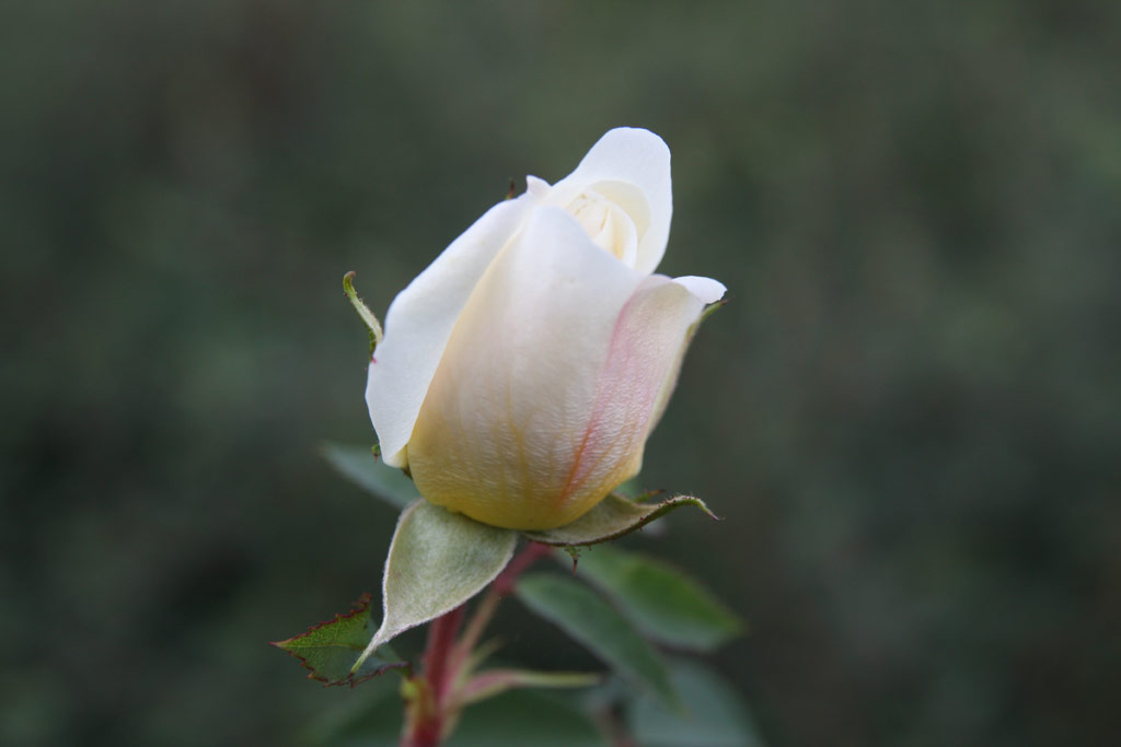 růže Yellow Romantica