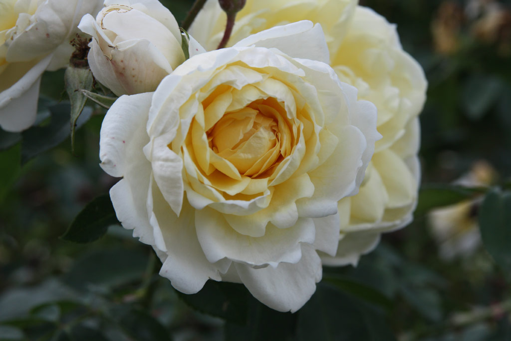 růže Yellow Romantica