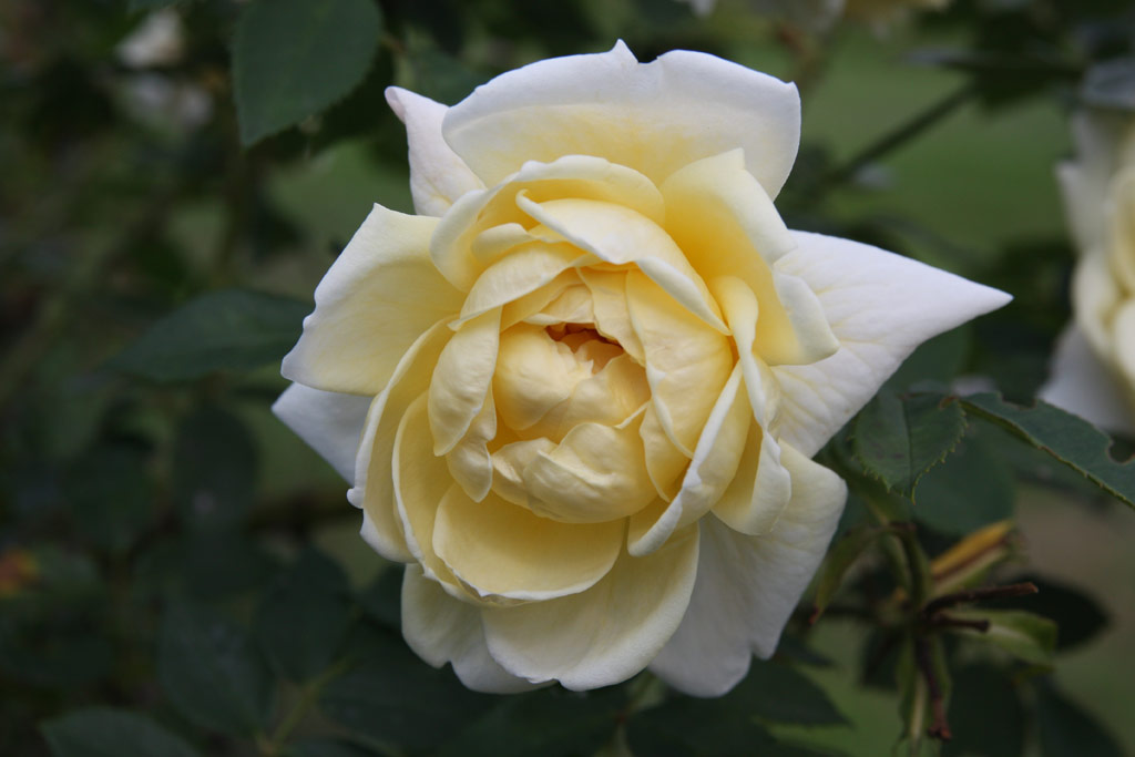 růže Yellow Romantica