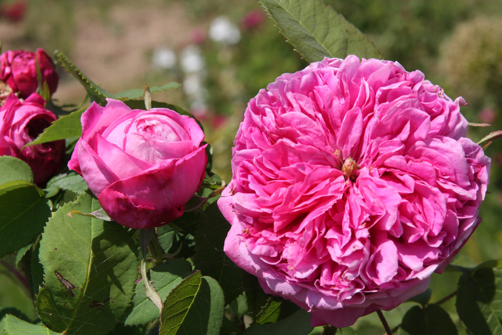 růže Yolande dAragon