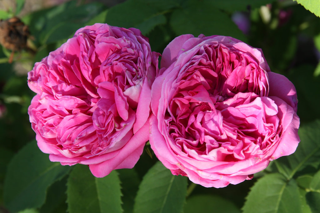 růže Yolande dAragon