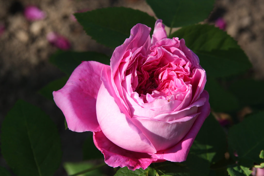 růže Yolande dAragon