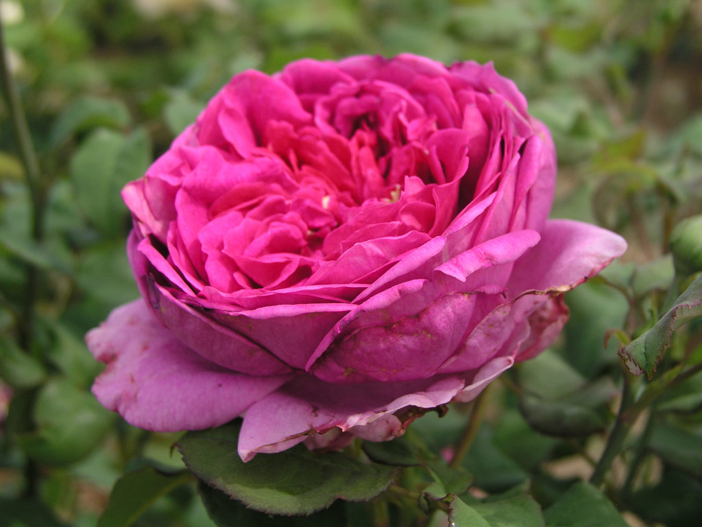 růže Young Lycidas