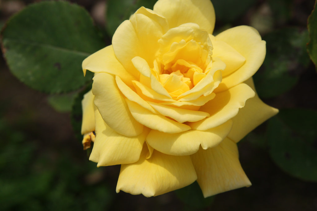 růže Yvonne Millot