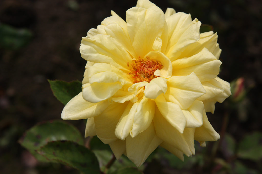 růže Yvonne Millot