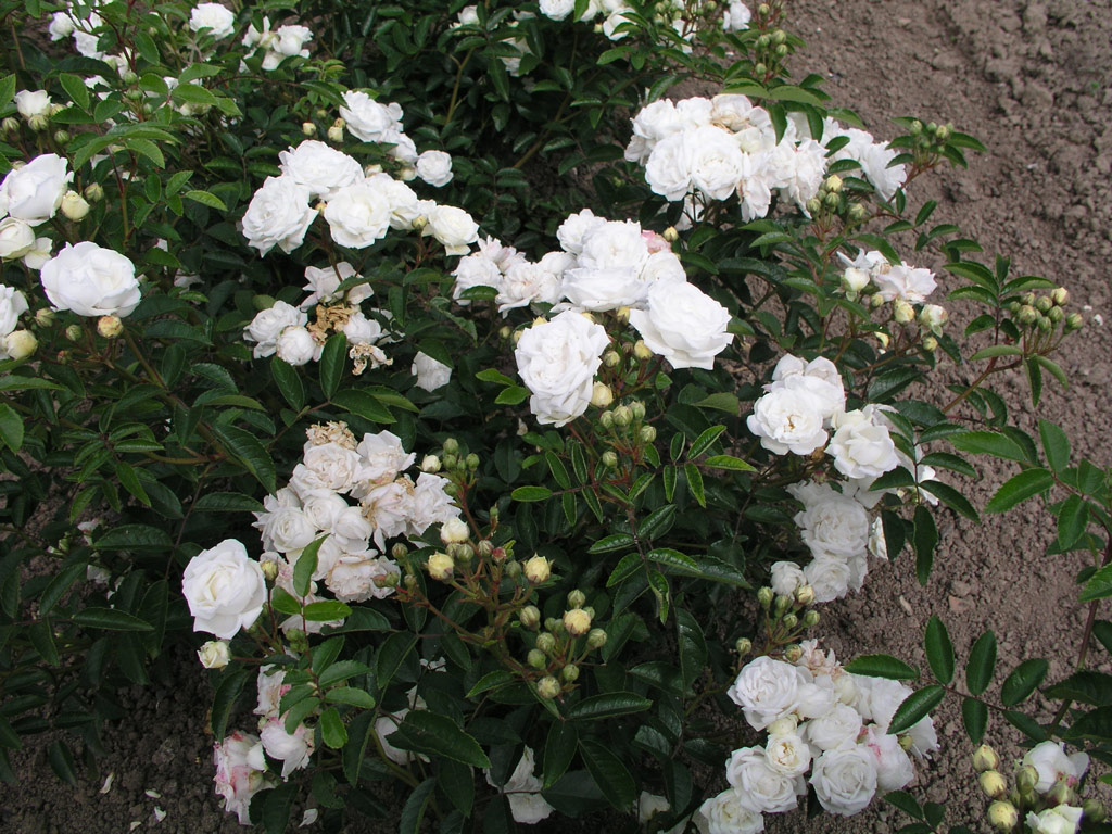 růže Yvonne Rabier