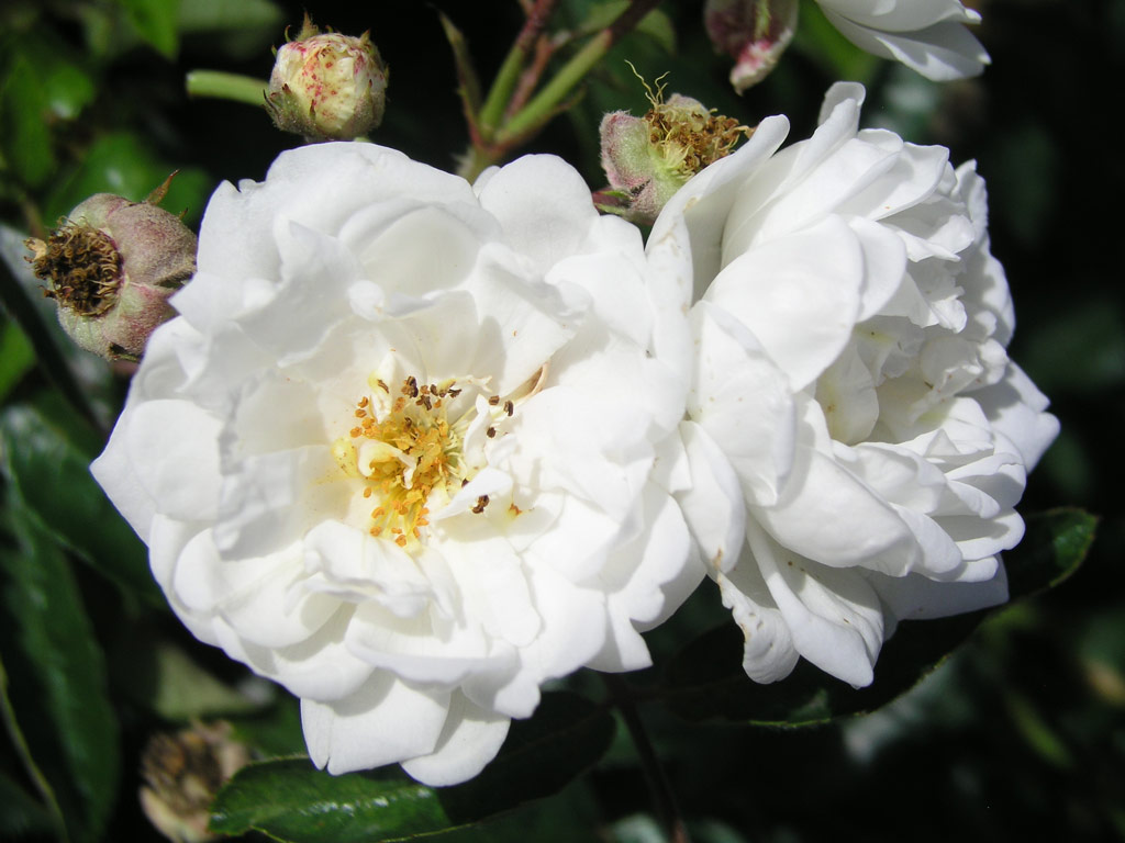 růže Yvonne Rabier