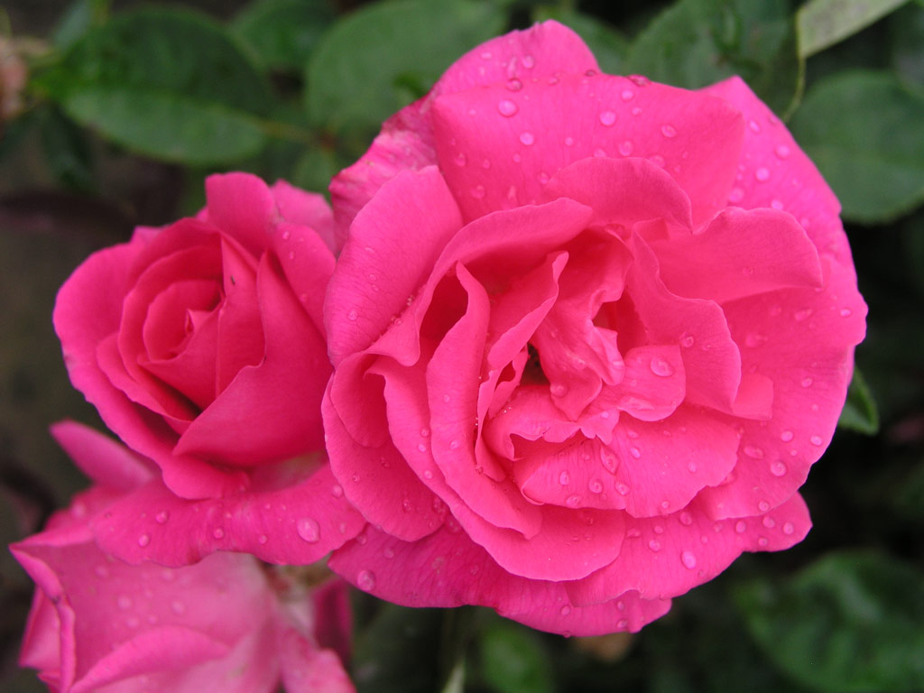 růže Zphirine Drouhin