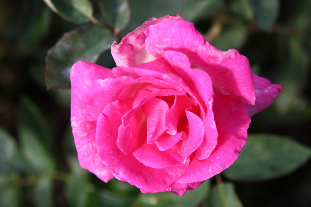 růže Zphirine Drouhin