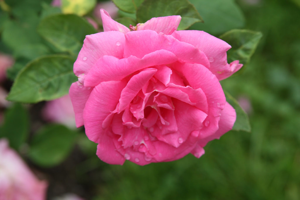 růže Zphirine Drouhin