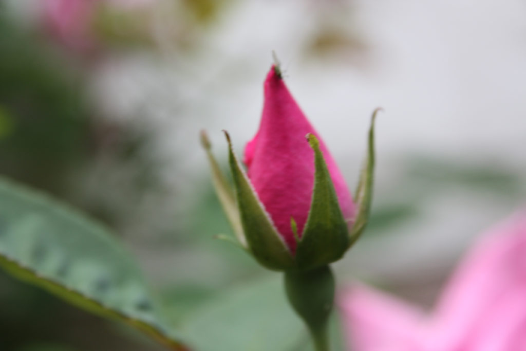 růže Z�phirine Drouhin