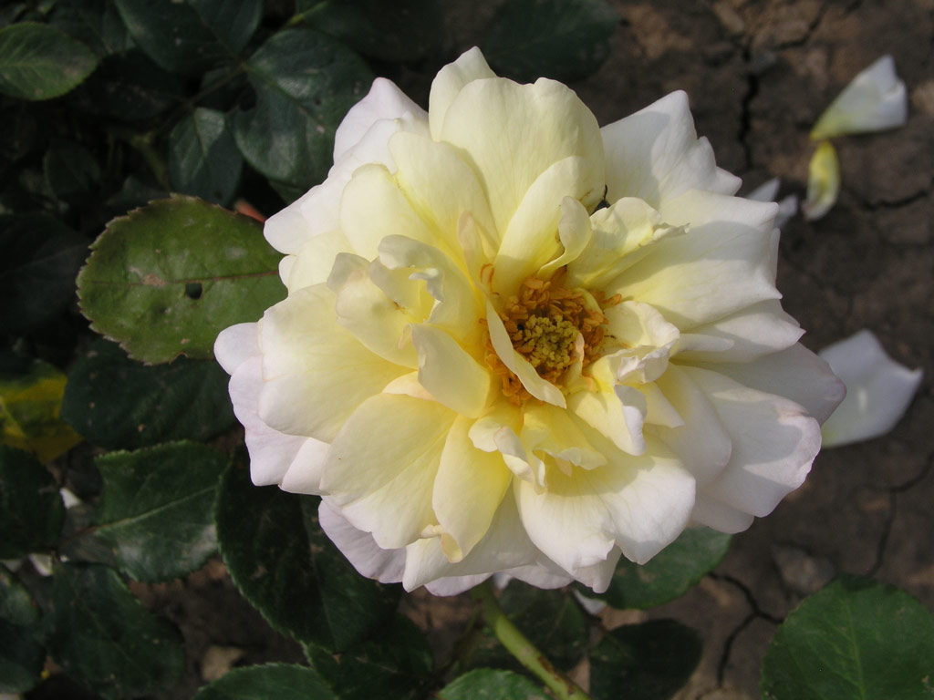 růže Zlat Jubileum