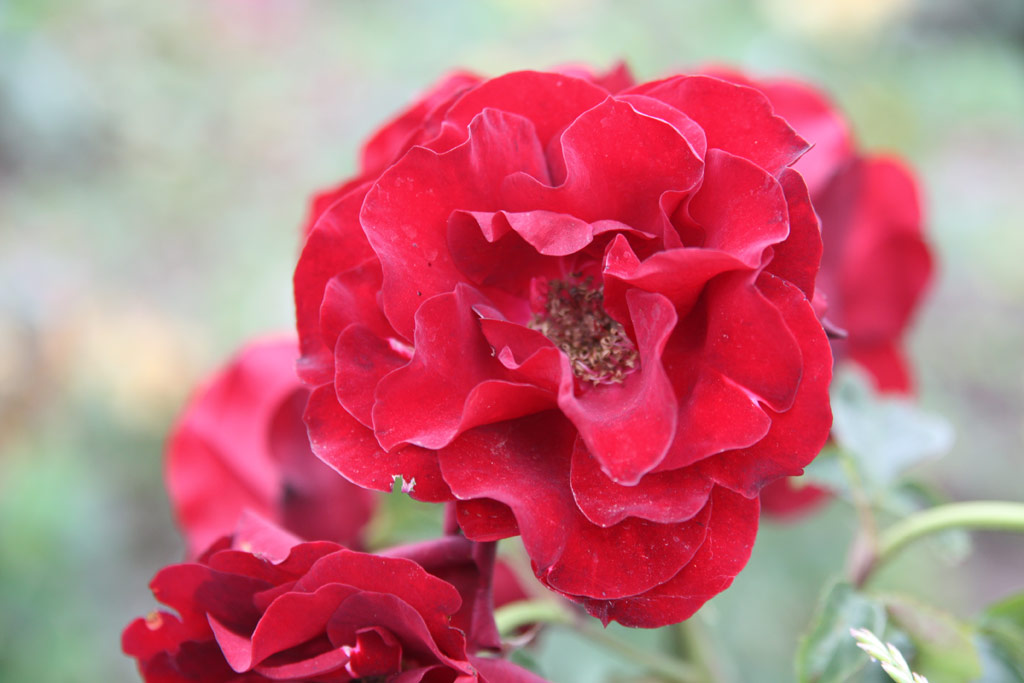 růže Zrinyi Miklos Emlke