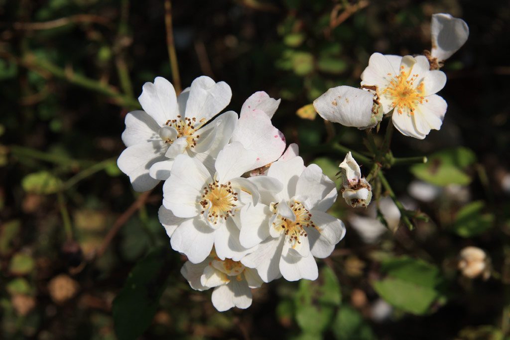 růže Zsilinszky Istvn