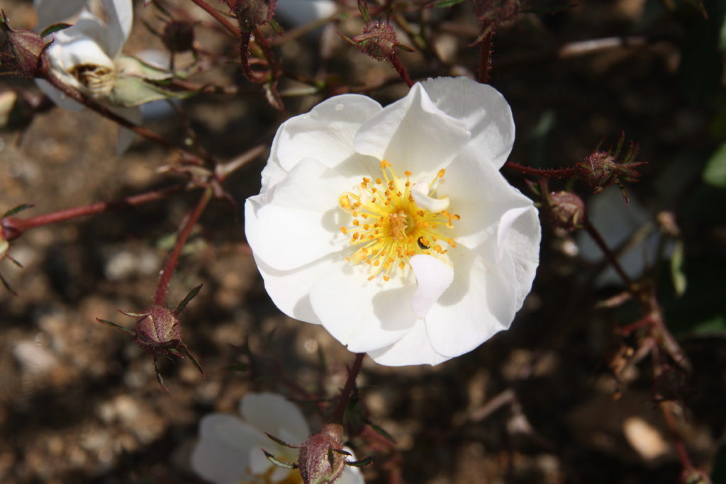 růže Zsilinszky Istvn