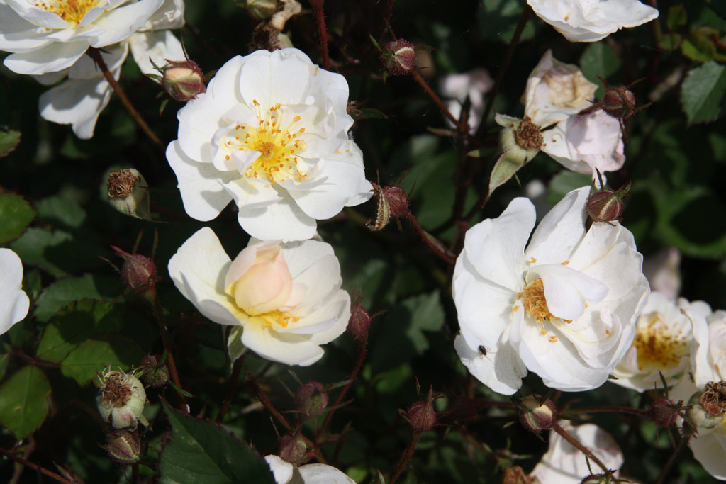 růže Zsilinszky Istvn