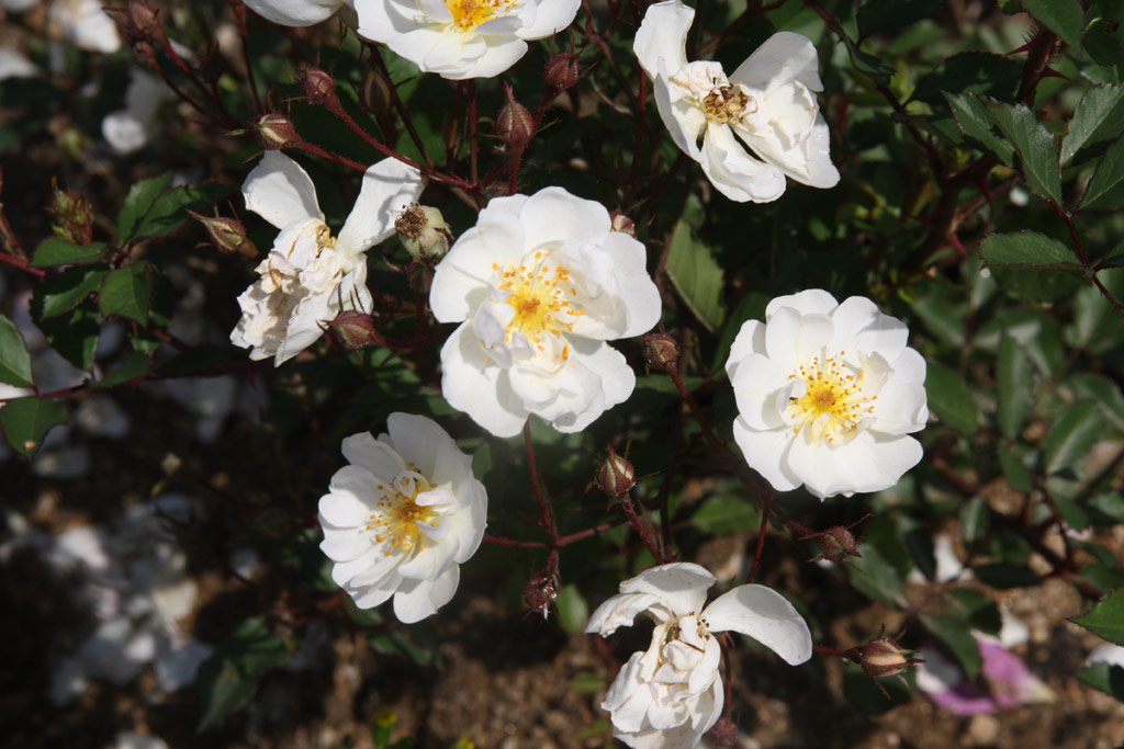 růže Zsilinszky Istvn