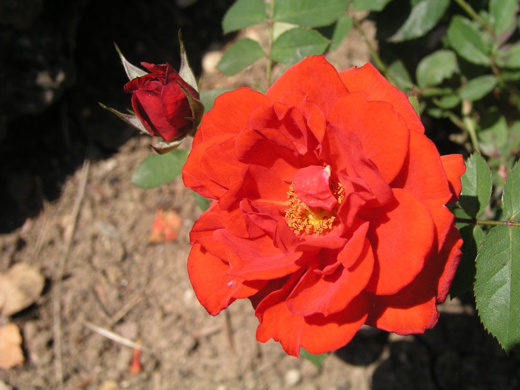 růže Zwergenfee
