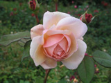 A Shropshire Lad