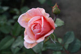 A Shropshire Lad