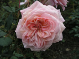 A Shropshire Lad