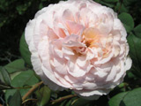 A Shropshire Lad