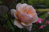 A Shropshire Lad